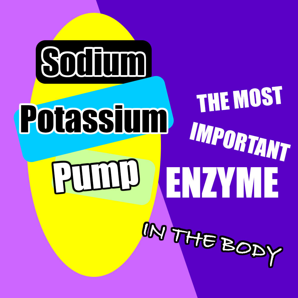 Sodium-potassium pump